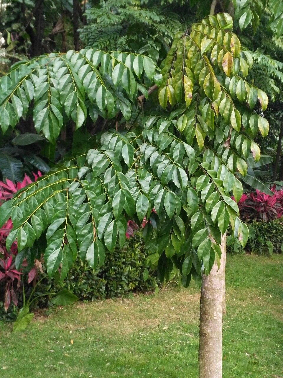 Pterocarpus indicus leaf