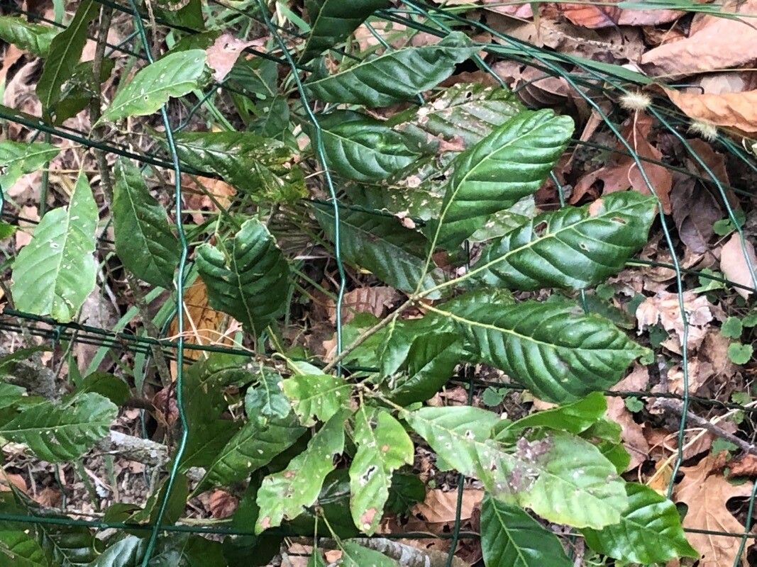 Lithocarpus corneus — search result for 'Lithocarpus'