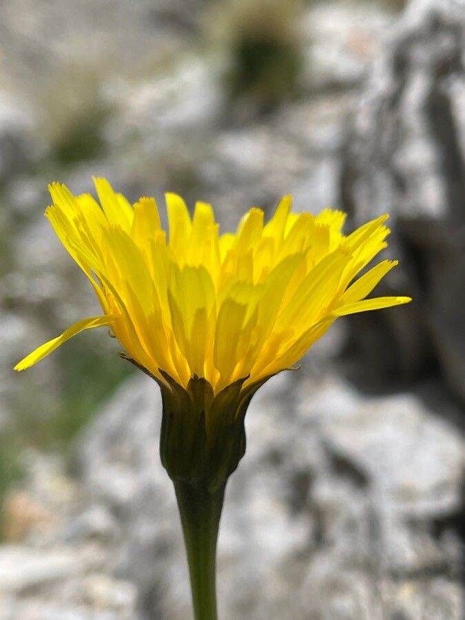 Leontodon hyoseroides flower