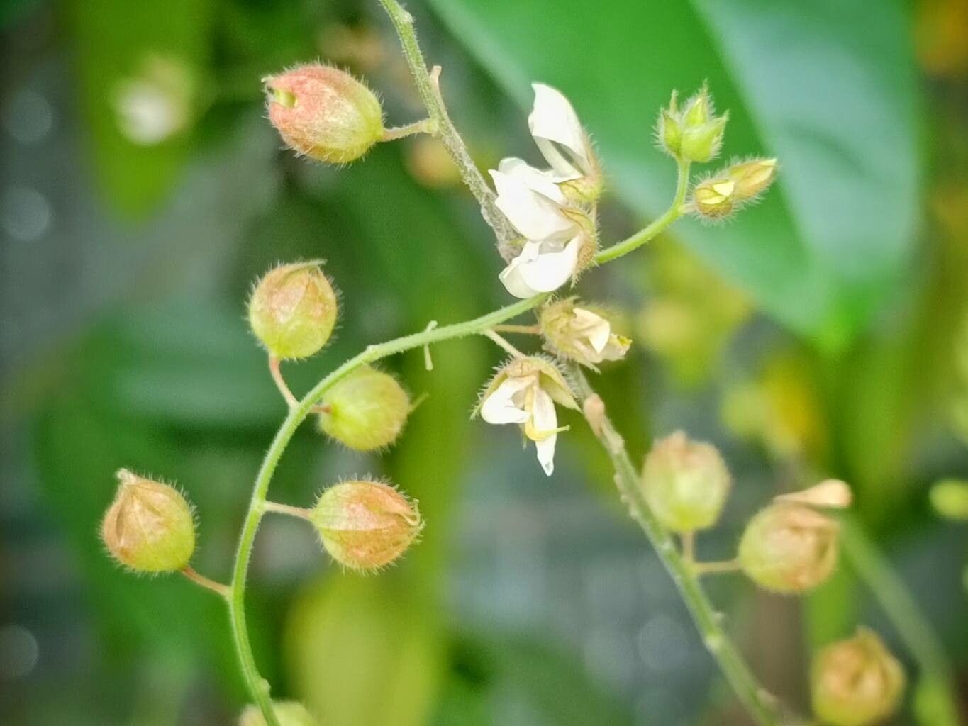 Christia obcordata flower