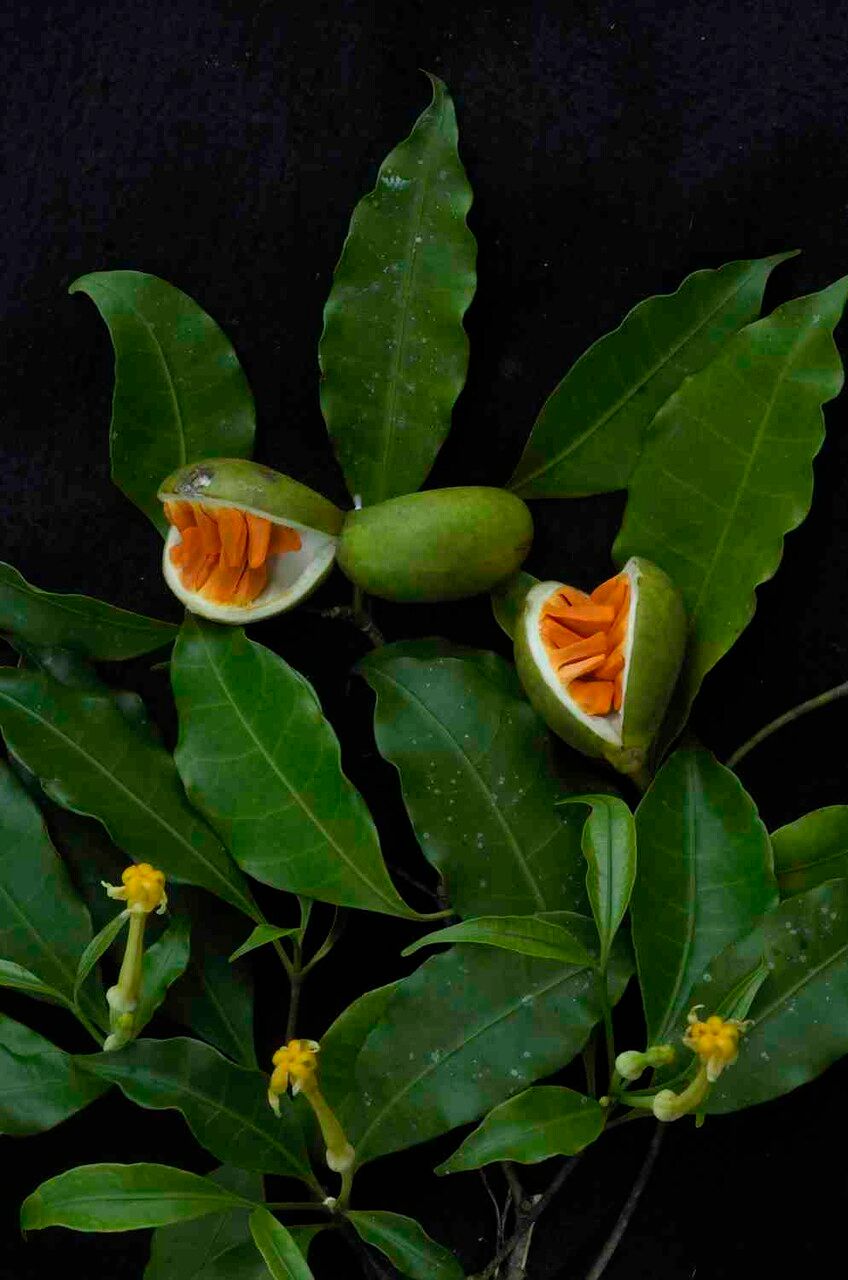 Tabernaemontana flavicans — search result for 'Tabernaemontana'