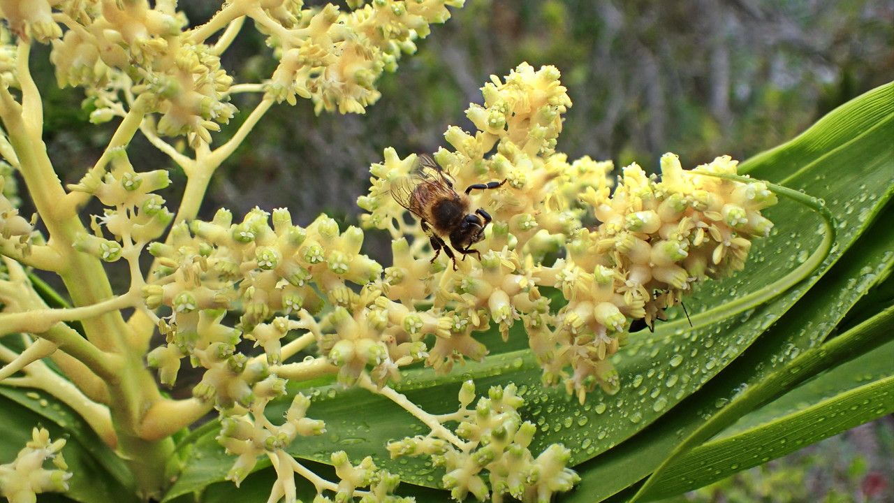 Flagellaria neocaledonica flower