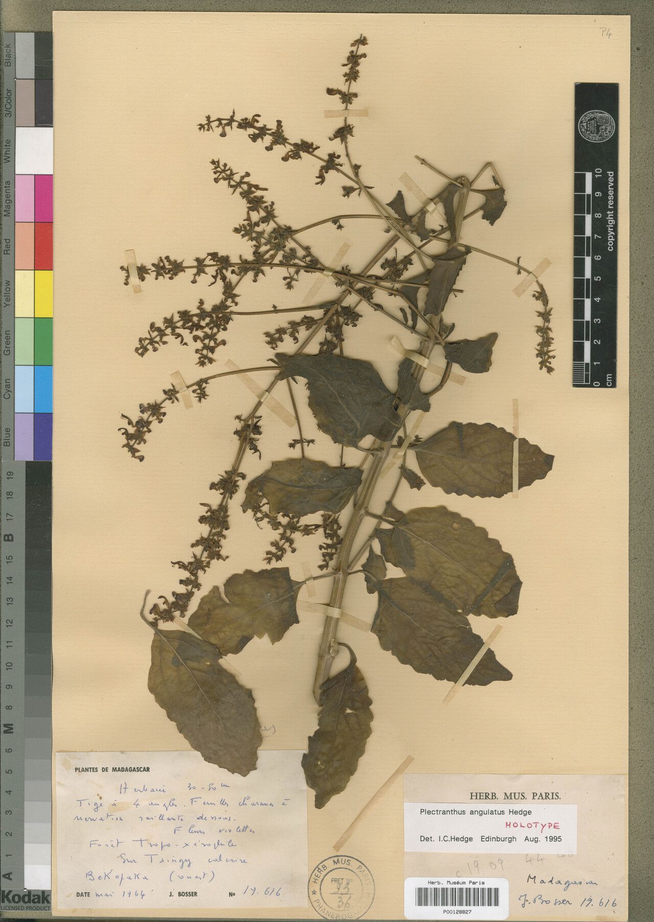Coleus angulatus
