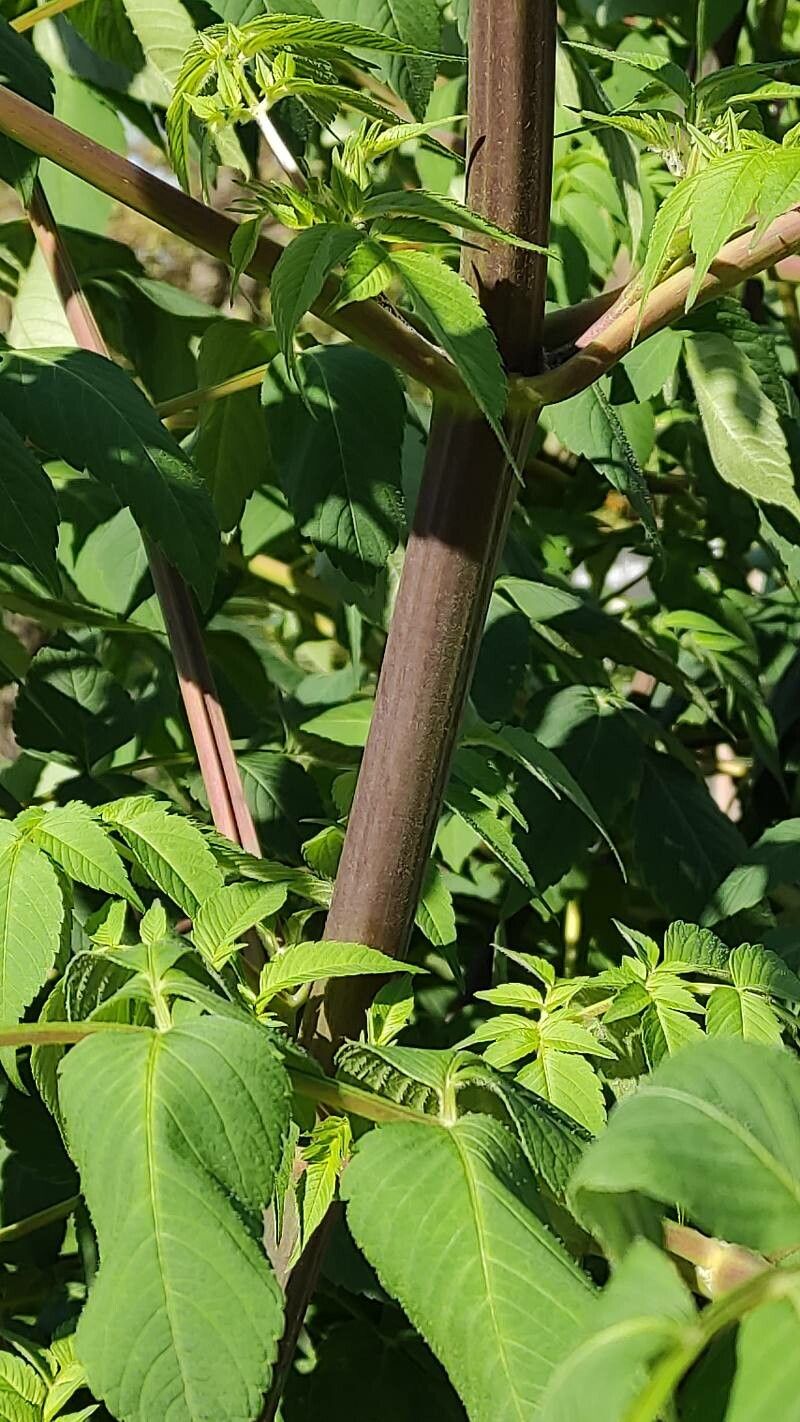 Dahlia imperialis bark