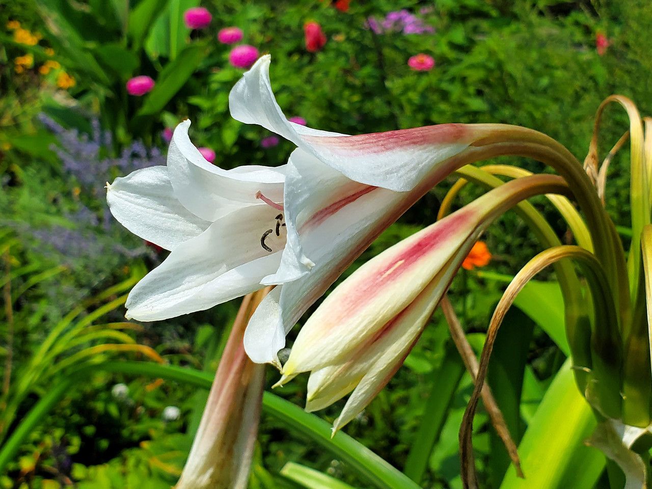 Crinum bulbispermum flower