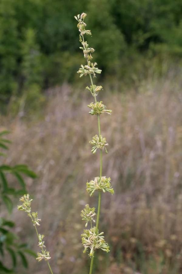 Silene densiflora flower