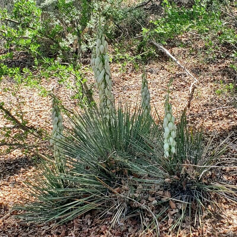 Yucca glauca flower