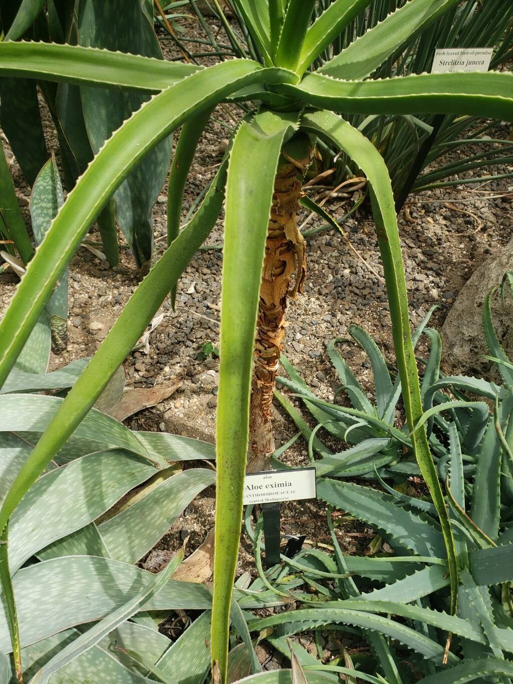 Aloe eximia — houseplant care guide