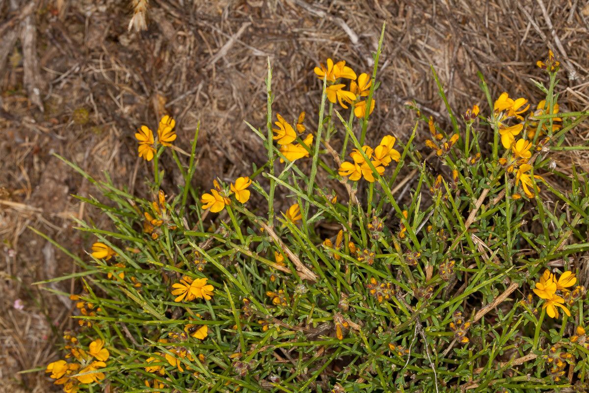 Genista salzmannii habit