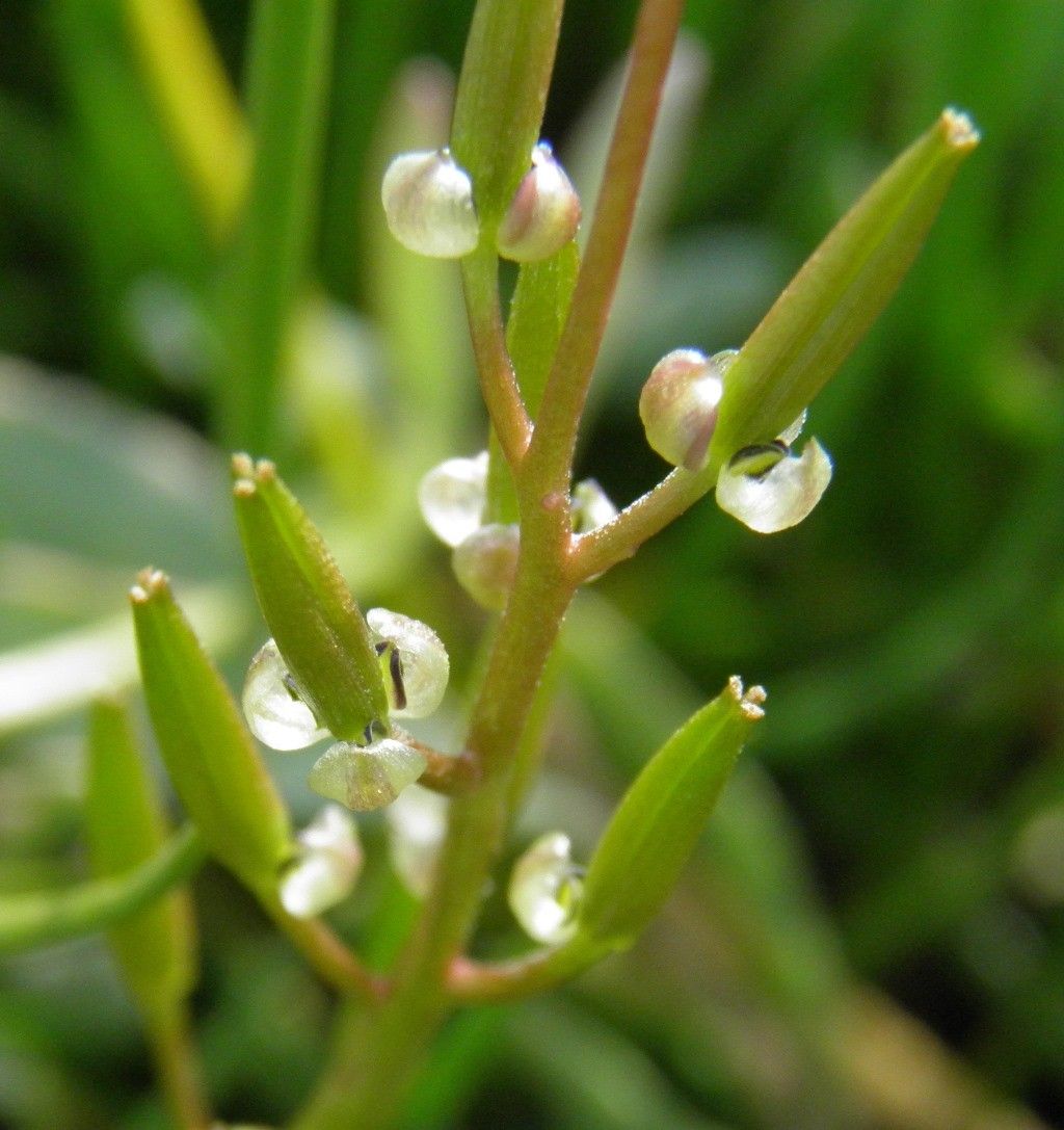 Triglochin barrelieri fruit