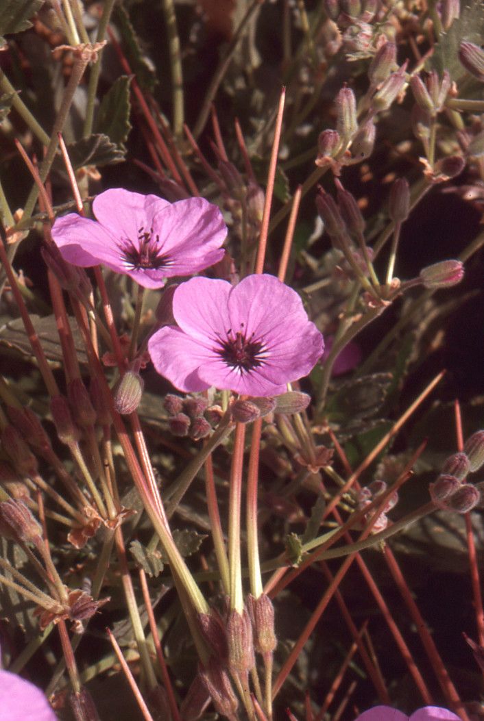 Erodium arborescens — related species from the same genus
