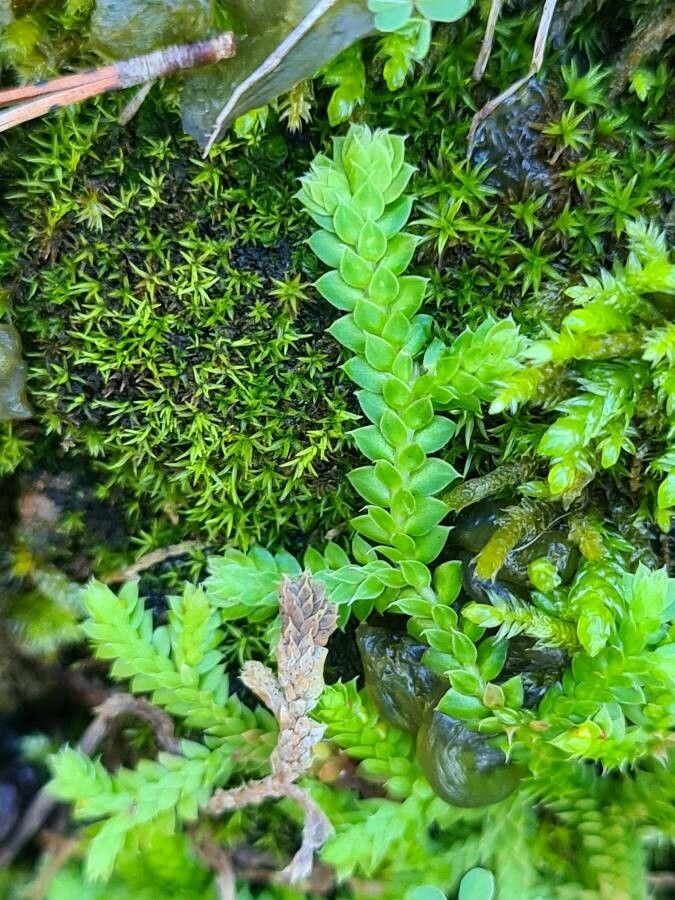 Selaginella denticulata — search result for 'Lycopodium'
