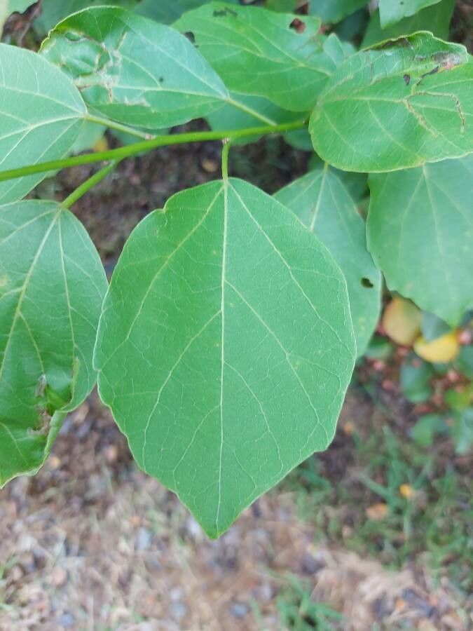 Cordia dichotoma leaf