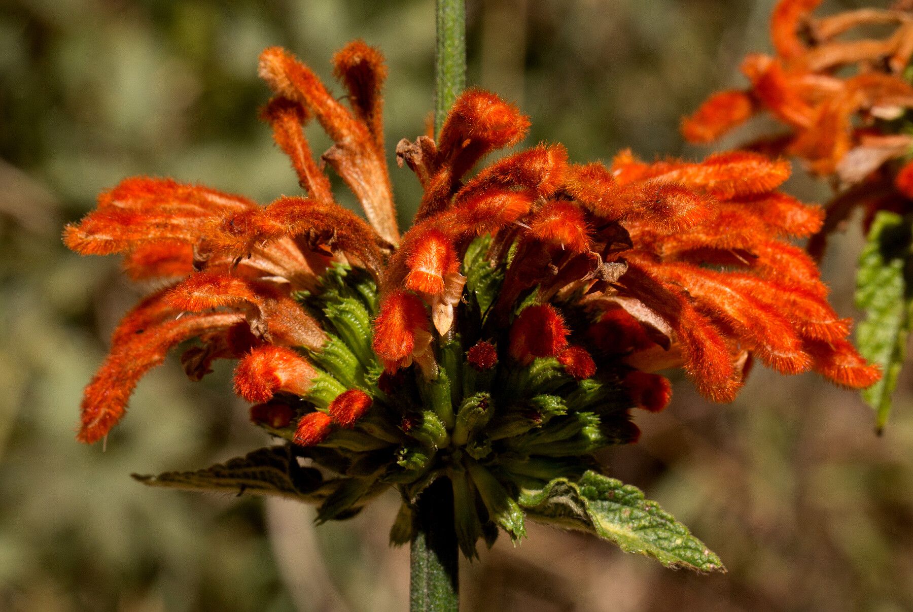 Leonotis decadonta flower