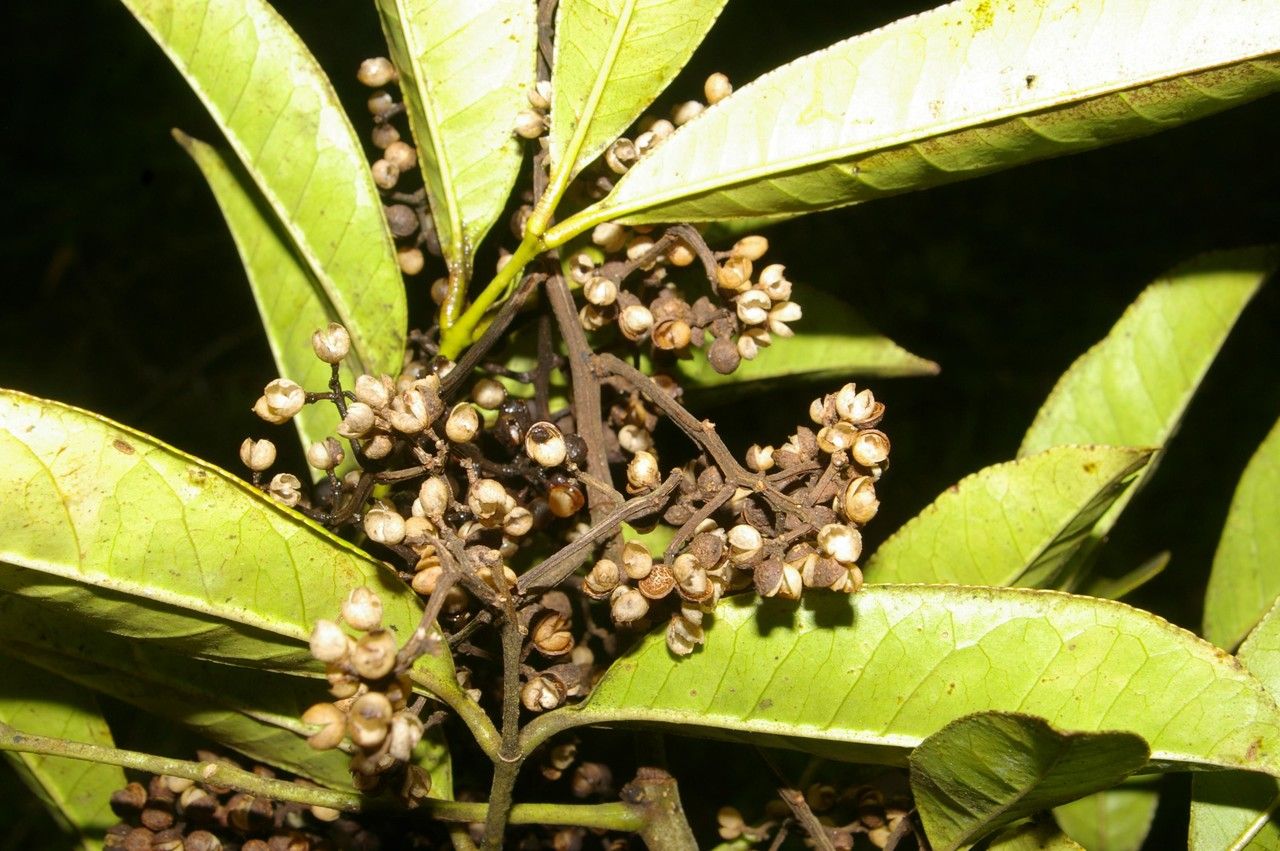 Zanthoxylum acuminatum other