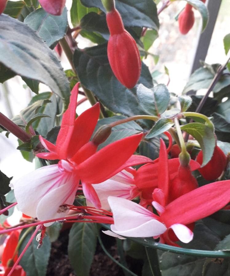 Fuchsia hybrida flower
