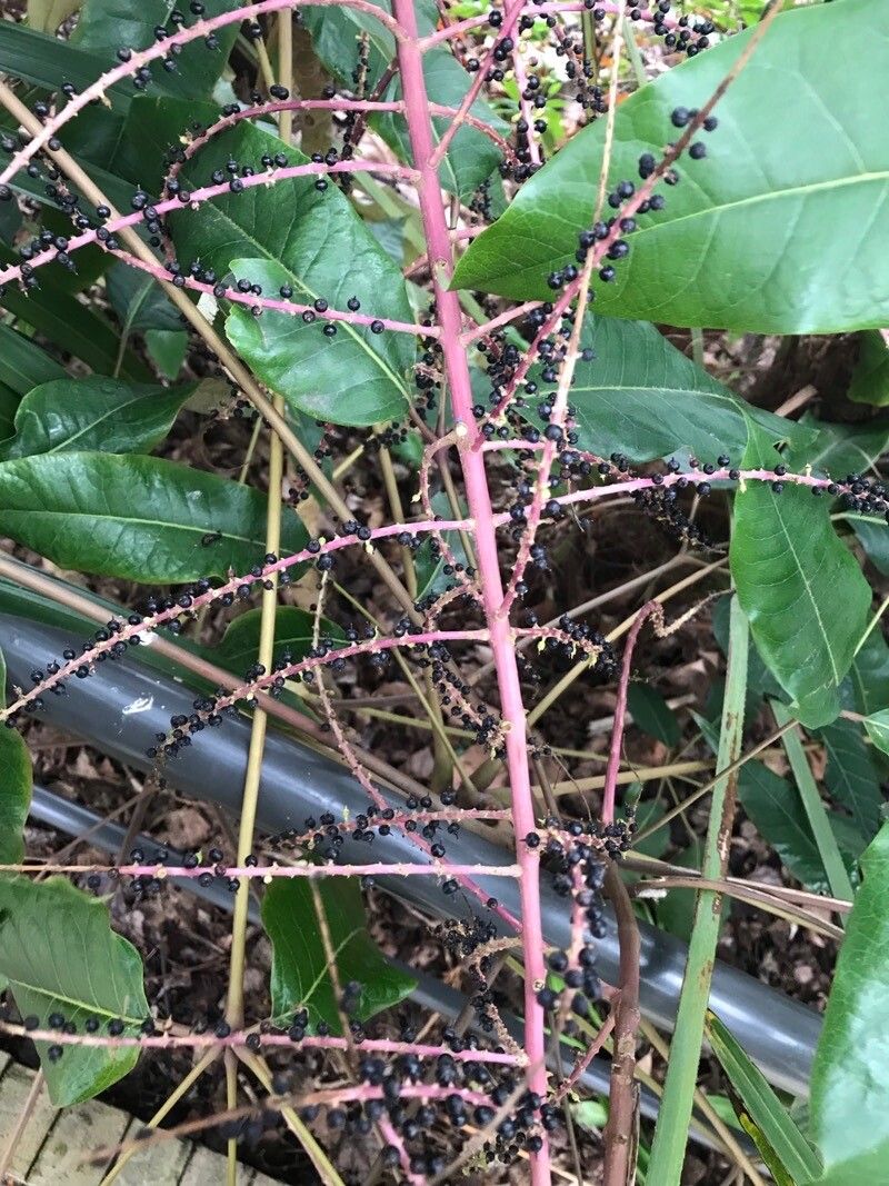 Heptapleurum delavayi fruit