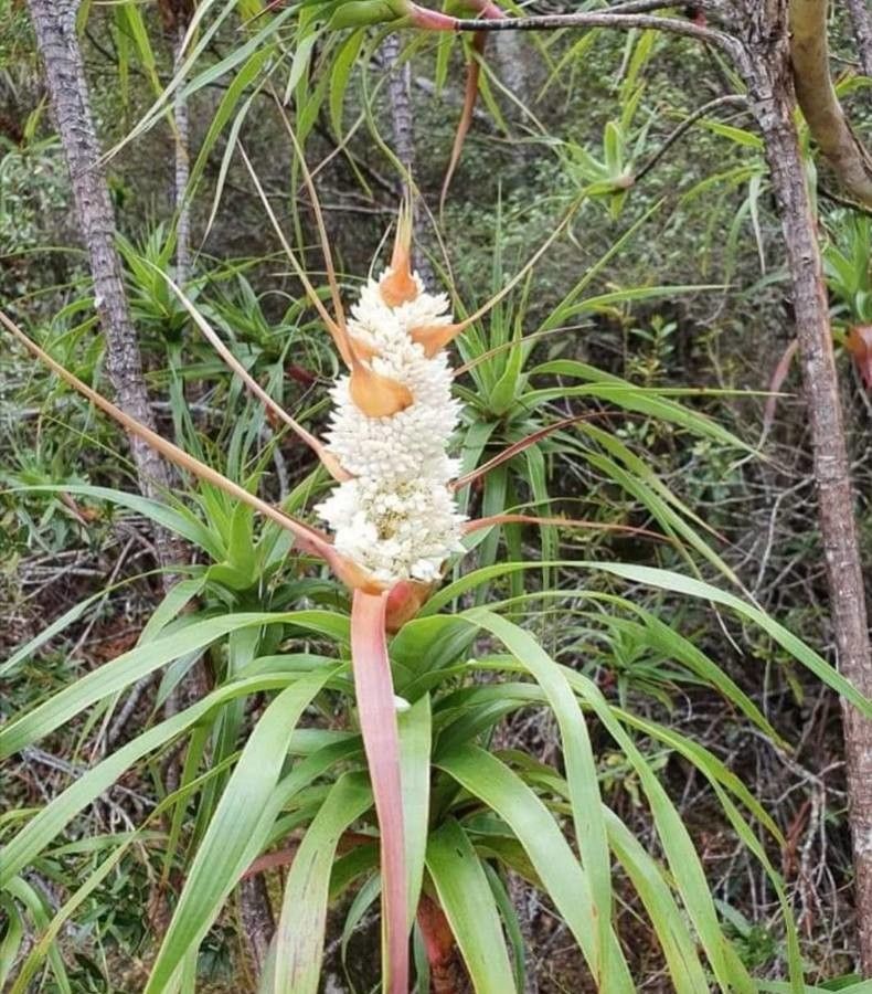 Dracophyllum verticillatum flower