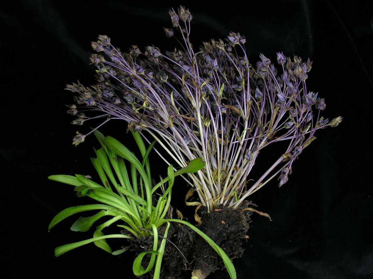 Swertia multicaulis — houseplant care guide