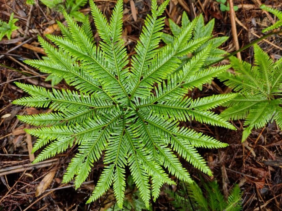 Sticherus flabellatus leaf