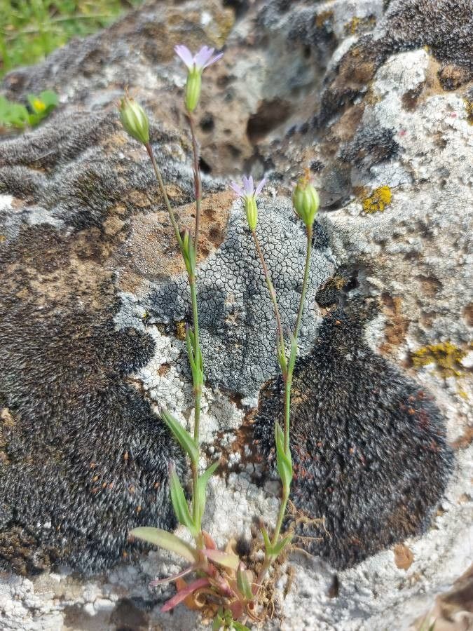Eudianthe laeta habit