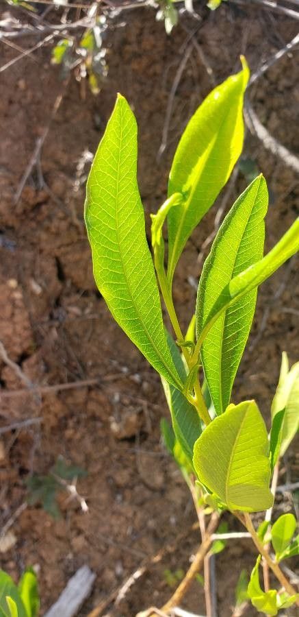 Dodonaea viscosa leaf