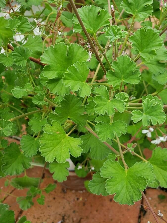 Pelargonium althaeoides — houseplant care guide