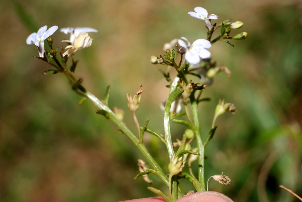 Lobelia serpens other