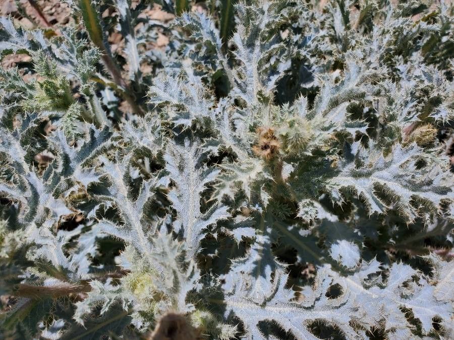 Argemone corymbosa leaf