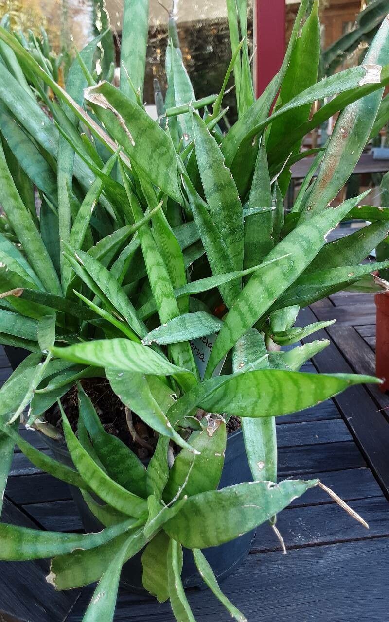 Sansevieria parva
