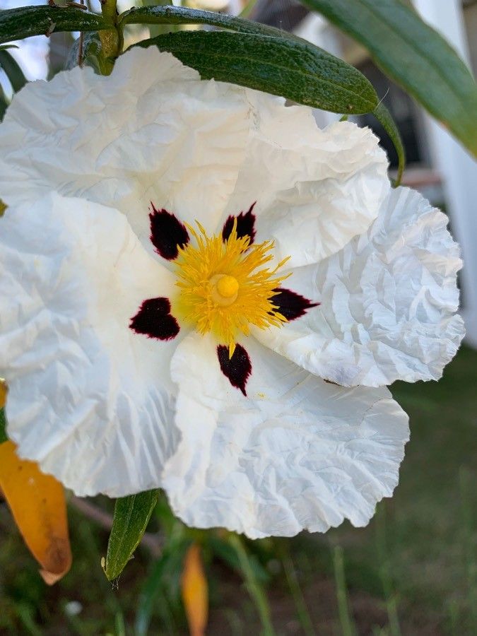 Cistus ladanifer flower
