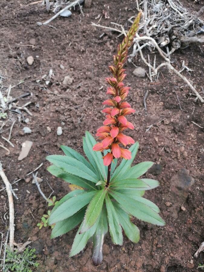 Digitalis canariensis flower