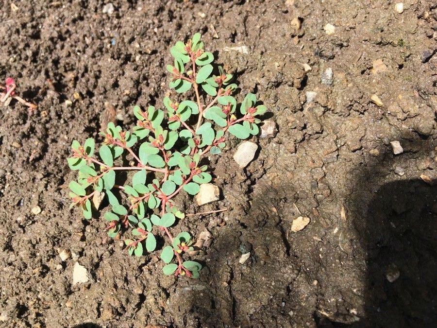 Euphorbia humifusa leaf