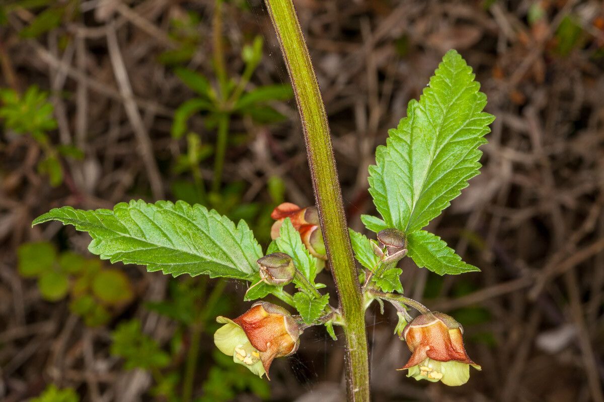 Scrophularia trifoliata — search result for 'Scrophularia'