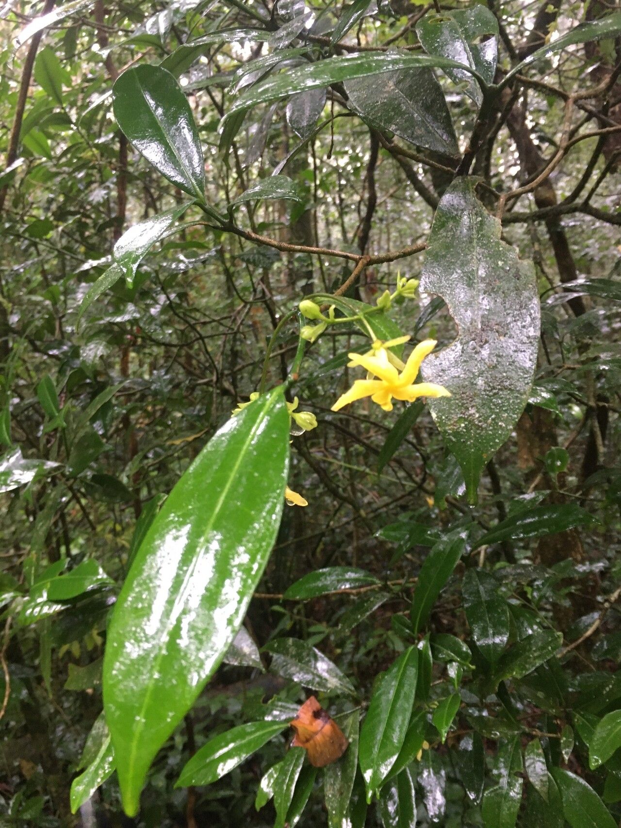 Tabernaemontana phymata flower
