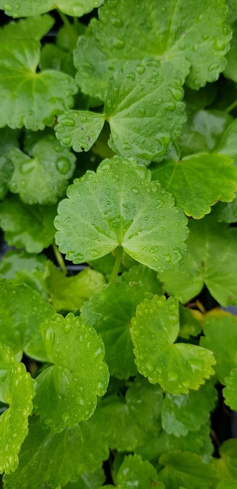 Sidalcea oregana — houseplant care guide