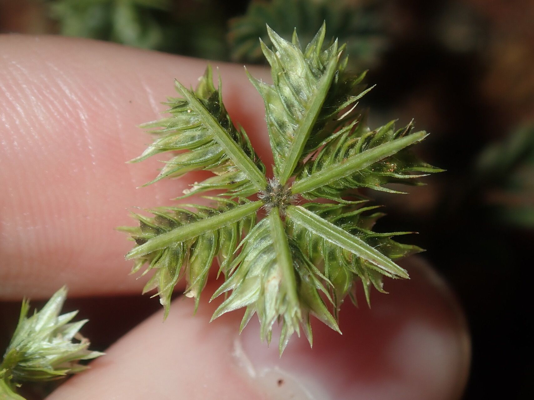 Dactyloctenium radulans — houseplant care guide