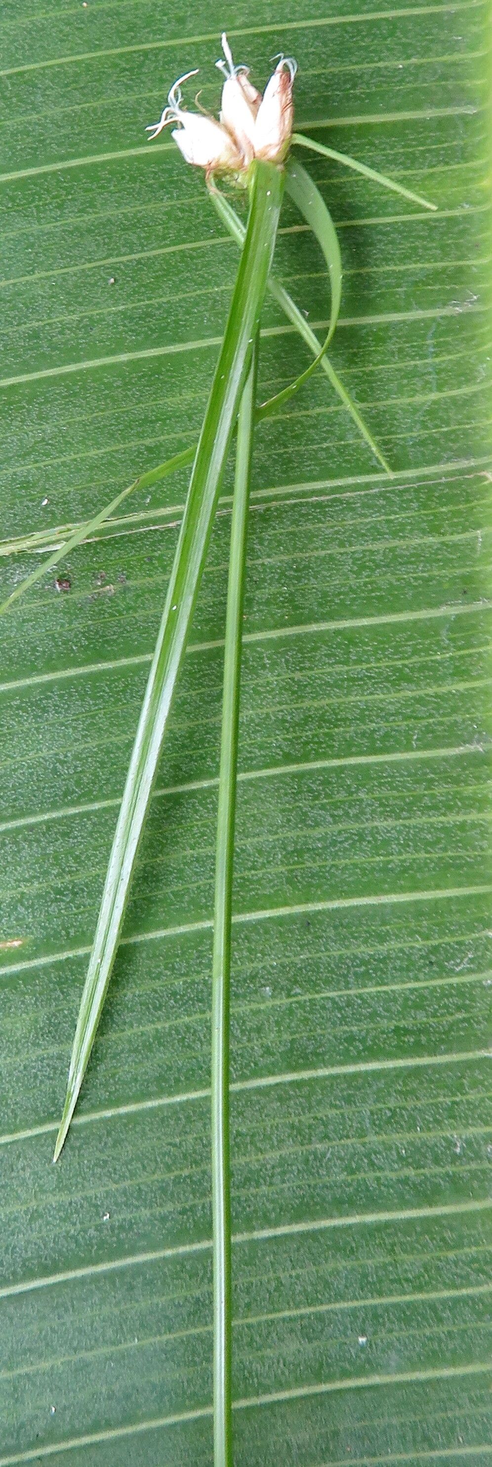 Rhynchospora radicans flower