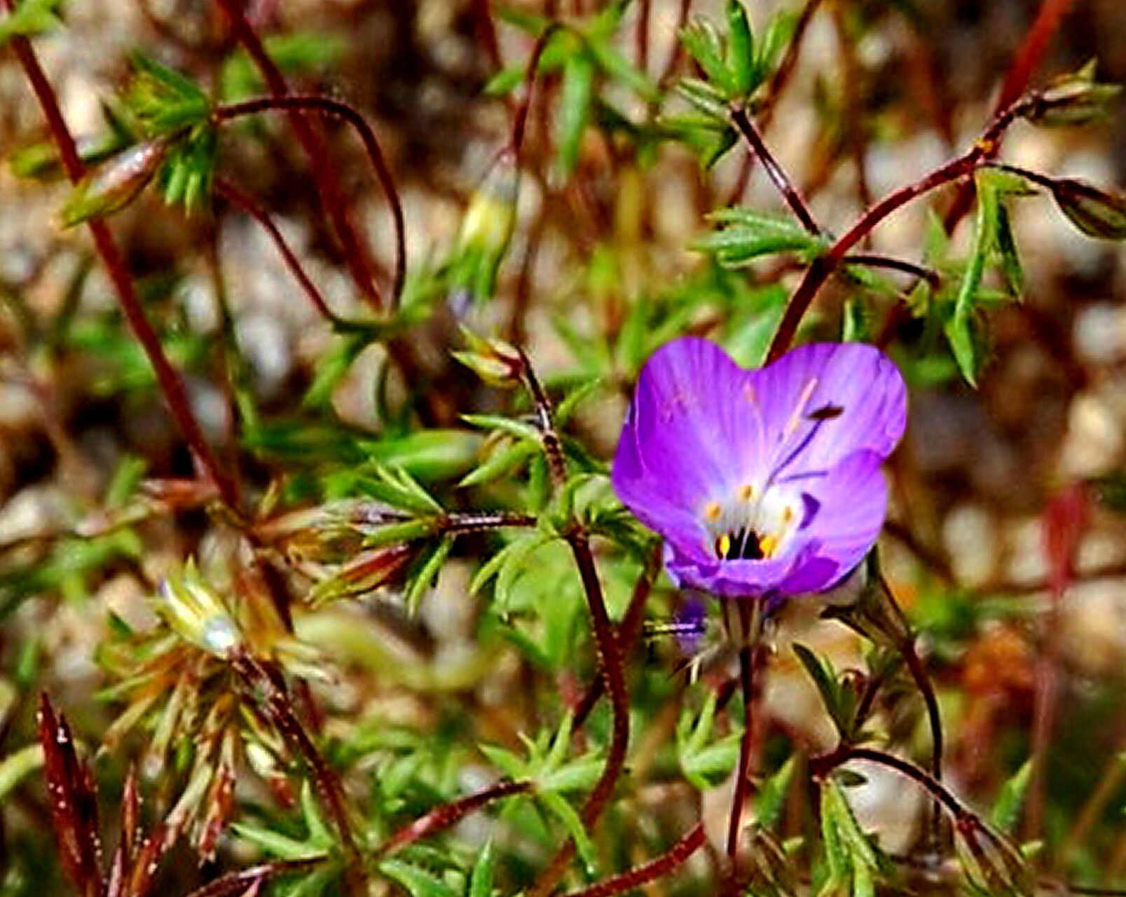 Leptosiphon chrysanthus — related species from the same genus