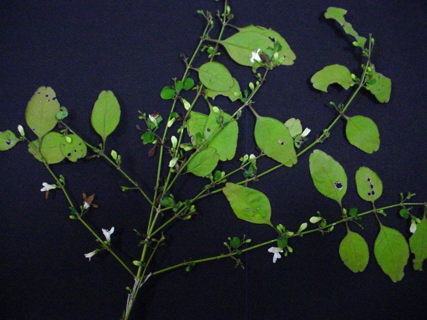 Justicia pinensis other