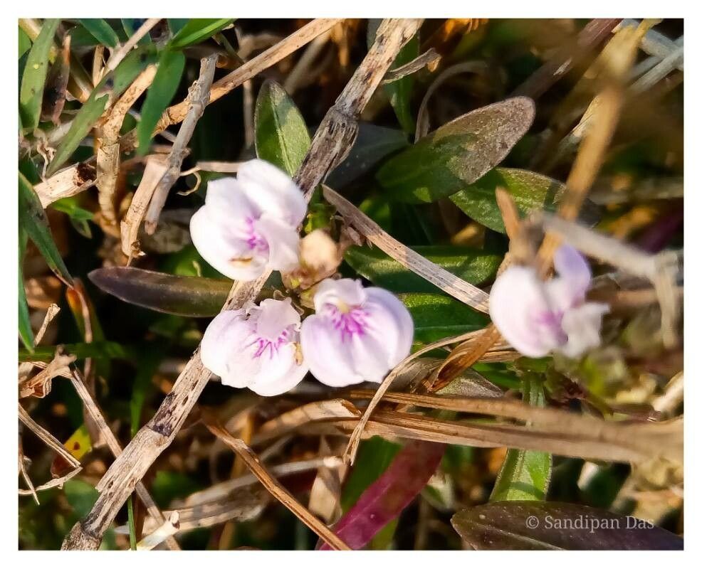 Justicia protracta — search result for 'Justicia'