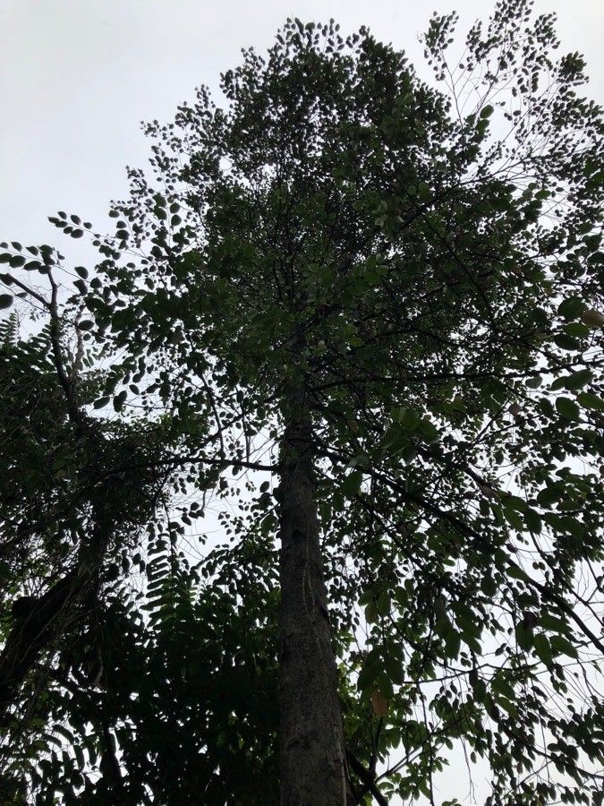 Dryobalanops aromatica habit