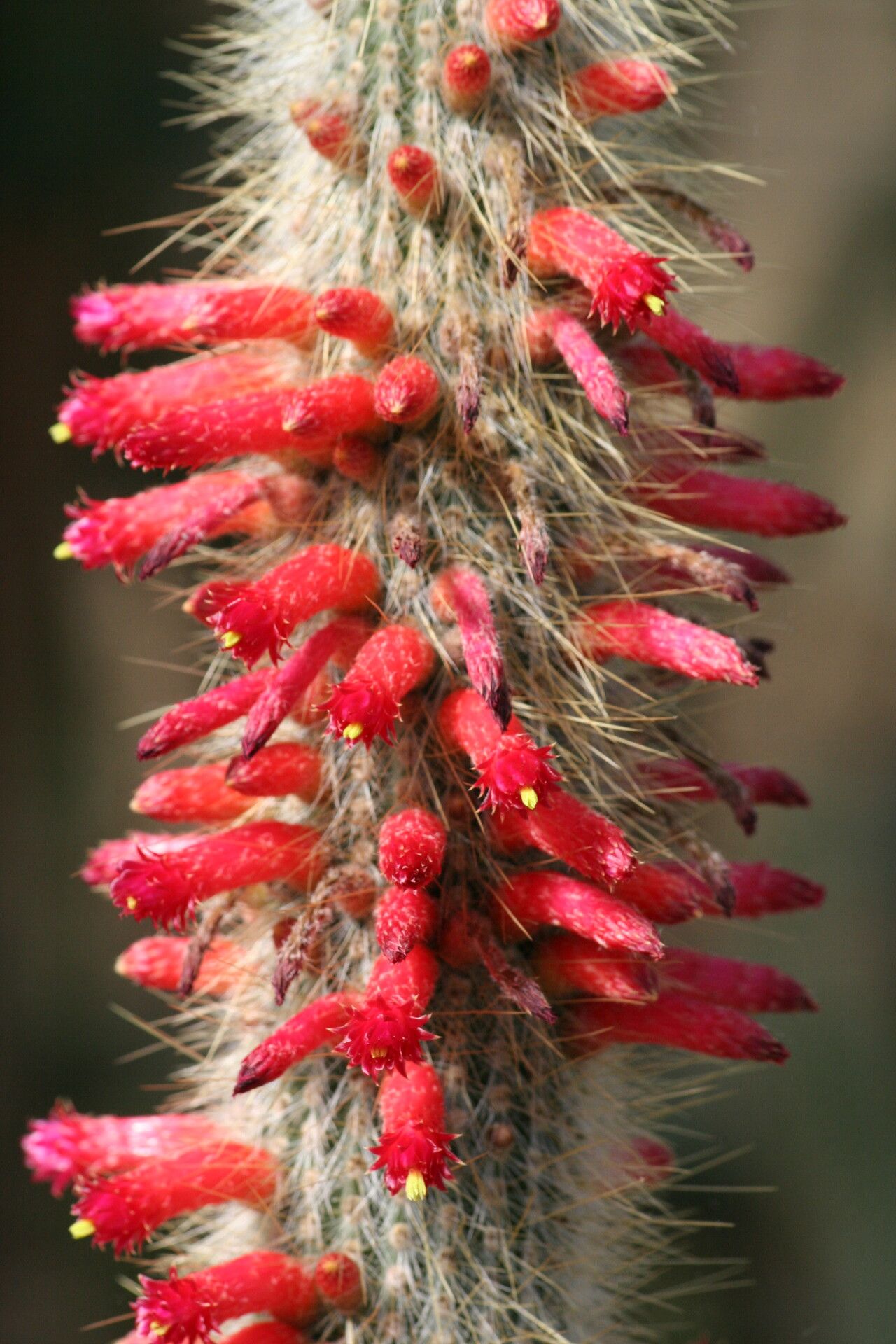 Cleistocactus hyalacanthus flower