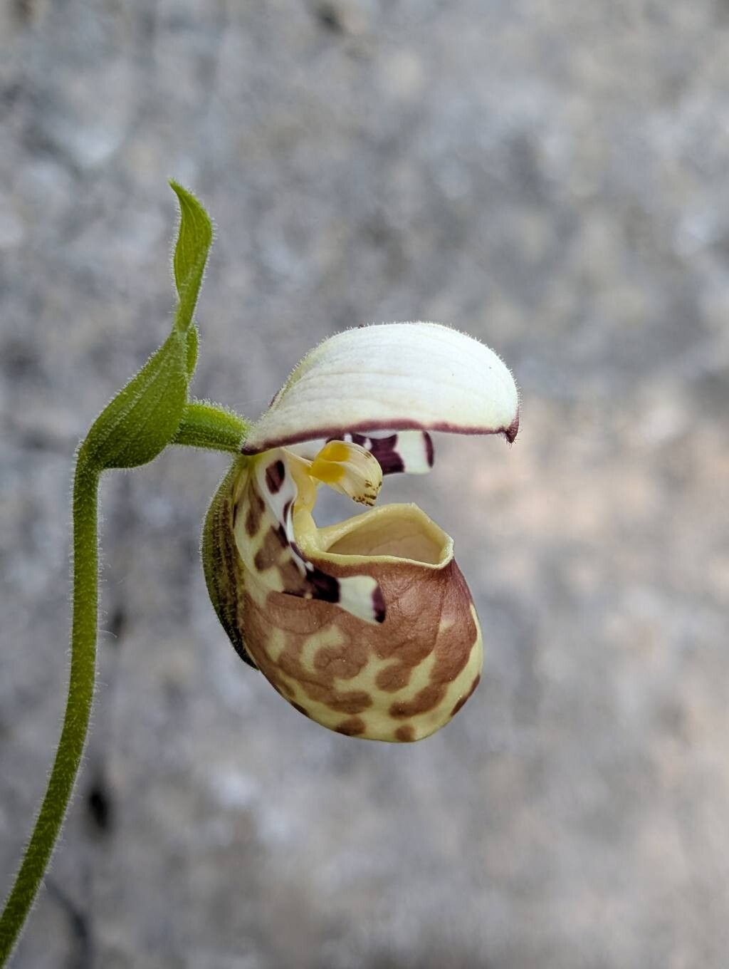 Cypripedium × alaskanum flower