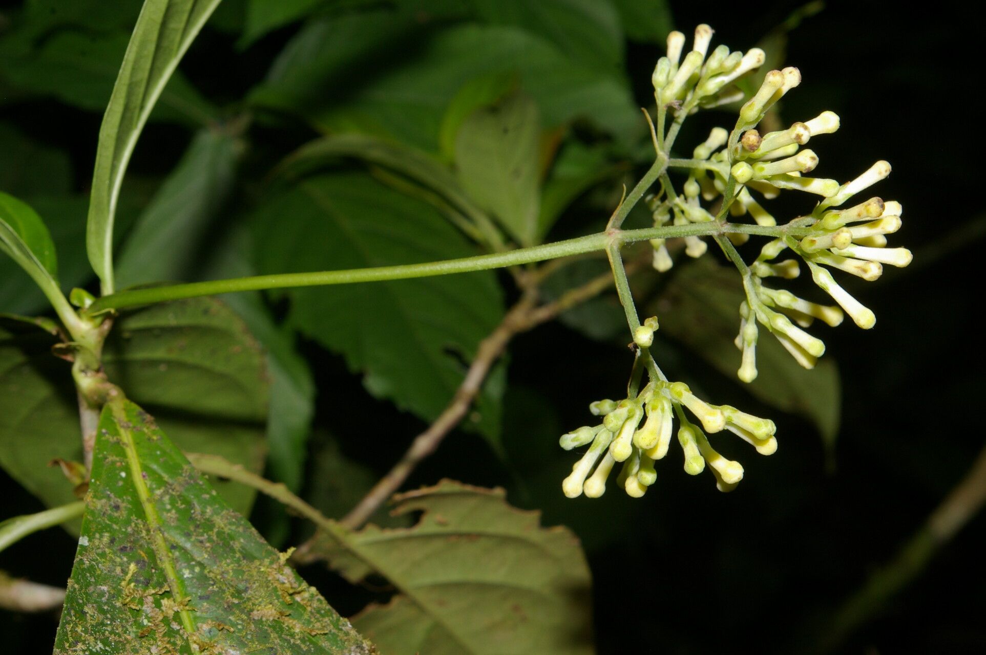 Arachnothryx costaricensis leaf
