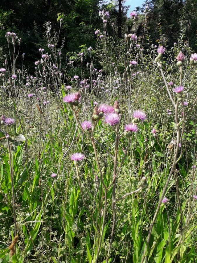 Cirsium monspessulanum flower