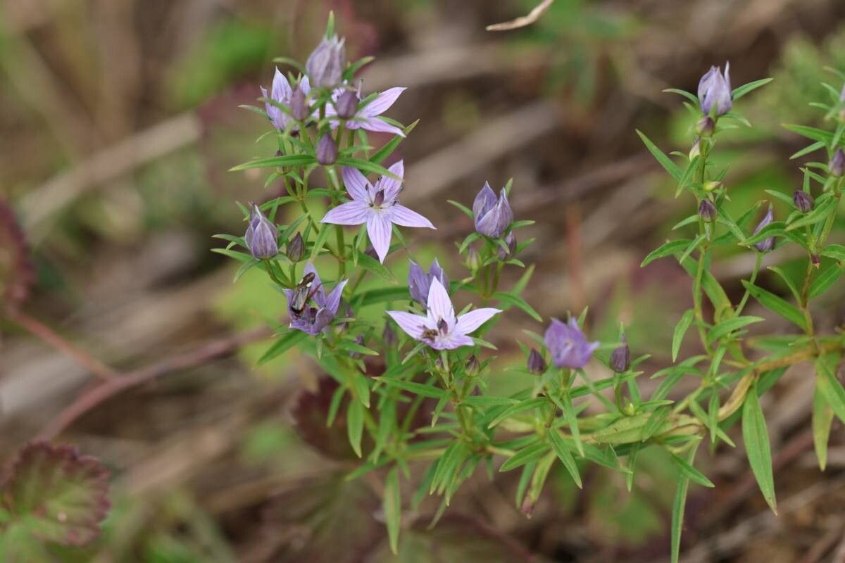 Swertia pseudochinensis flower