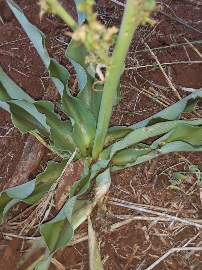 Chlorophytum gallabatense — search result for 'Chlorophytum'