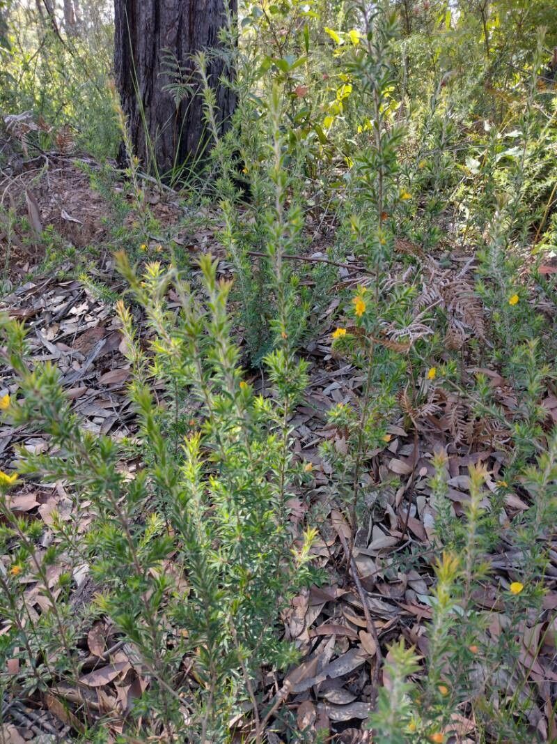 Pultenaea villifera habit