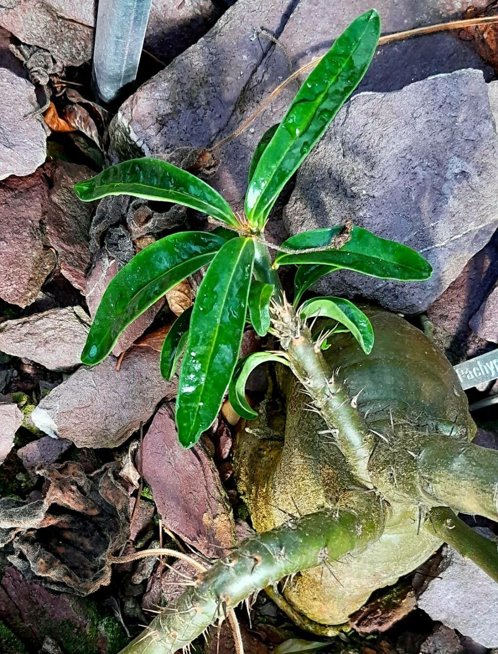 Pachypodium succulentum — search result for 'Pachypodium'